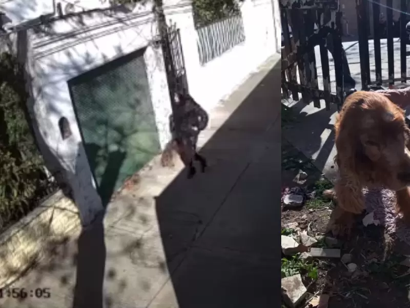 Mujer abandona a su perro ciego sin ningún remordimiento Mujer abandona a su perro ciego sin ningún remordimiento