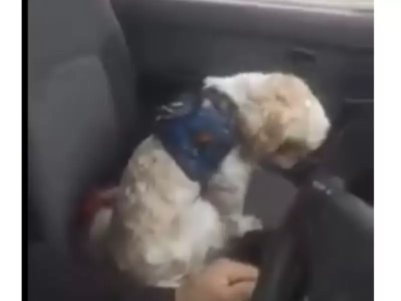 Un perrito anciano fue abandonado en un taxi en Bogotá Un perrito anciano fue abandonado en un taxi en Bogotá