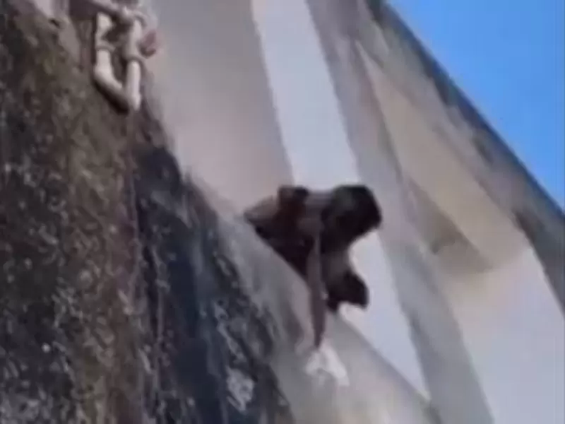 Mono fue descubierto con cuchillo en mano metiéndose a robar a las casas Mono fue descubierto con cuchillo en mano metiéndose a robar a las casas