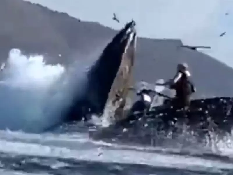 Mujeres son tragadas por ballena en EE. UU. Mujeres son tragadas por ballena en EE. UU.