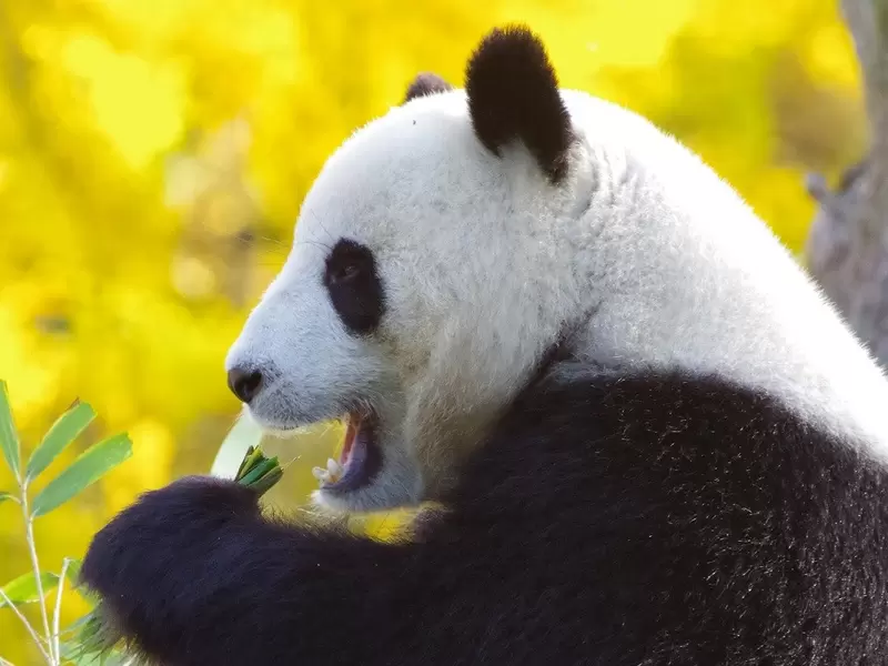 Oso panda Oso panda