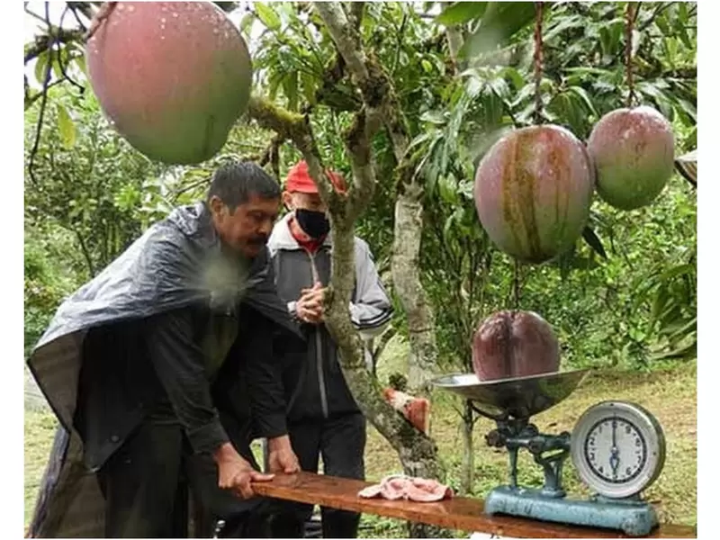 Campesino colombiano rompe el récord mundial por el mango más pesado