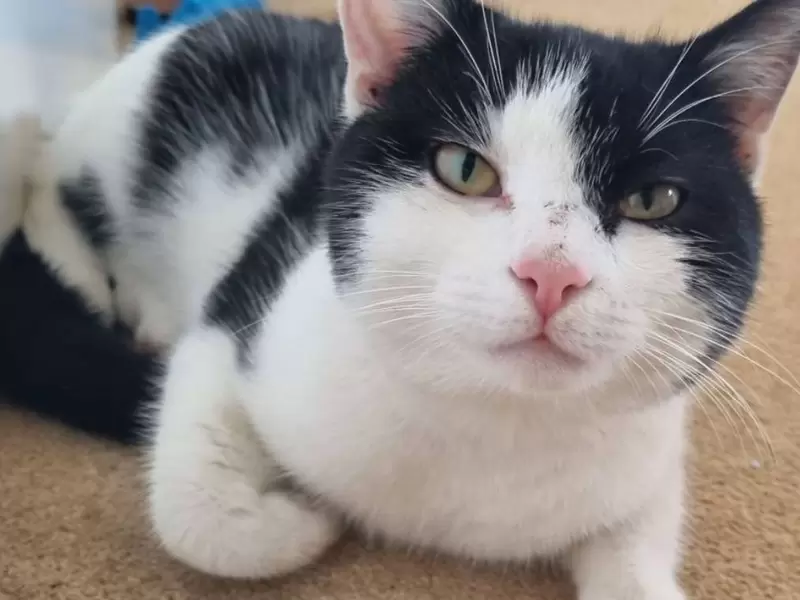 Gato 'Lucky' Gato 'Lucky'