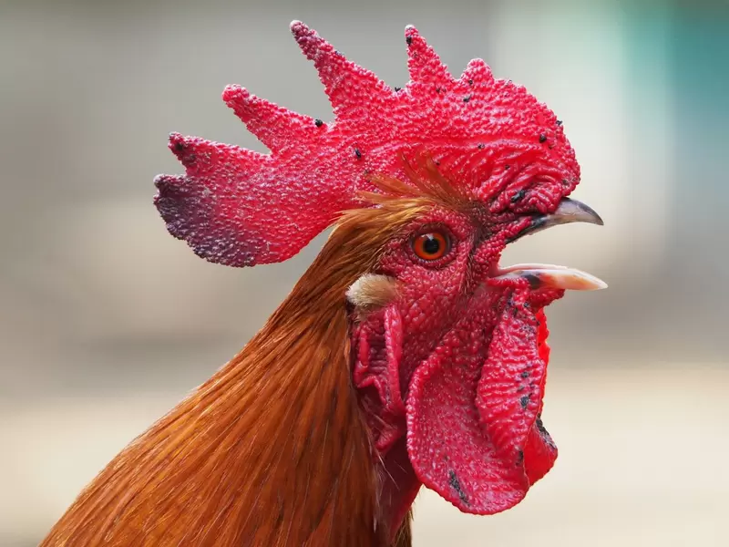 Demandó a sus vecinos porque su gallo canta 200 veces al día | RCN Radio Demandó a sus vecinos porque su gallo canta 200 veces al día | RCN Radio