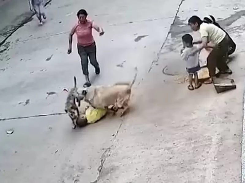 Como todo un héroe perro salvó a un niño de ser atacado por otro canino Como todo un héroe perro salvó a un niño de ser atacado por otro canino