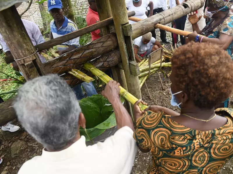 El viche del Pacífico colombiano