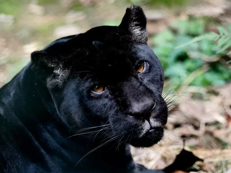 Llevaba once años en el parque animal de Cali