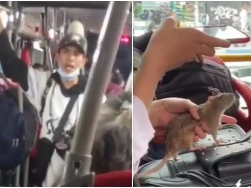 Ratas en Transmilenio Ratas en Transmilenio