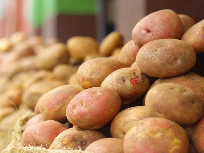 Cuántos tipos de papa hay en Colombia Cuántos tipos de papa hay en Colombia
