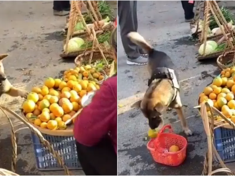 Perrito sorprende haciendo mercado con una canasta y no se deja estafar Perrito sorprende haciendo mercado con una canasta y no se deja estafar