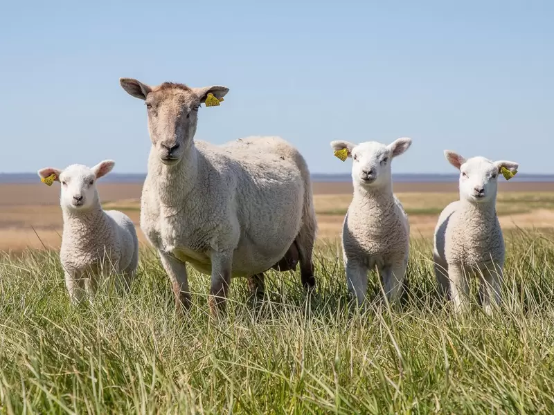 Animales terrestres