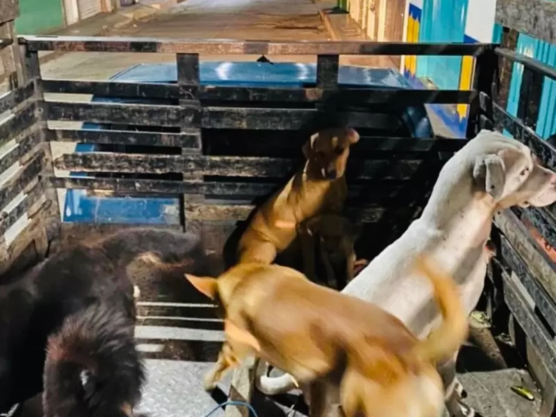 VETERINARIO JUDICIALIZADO