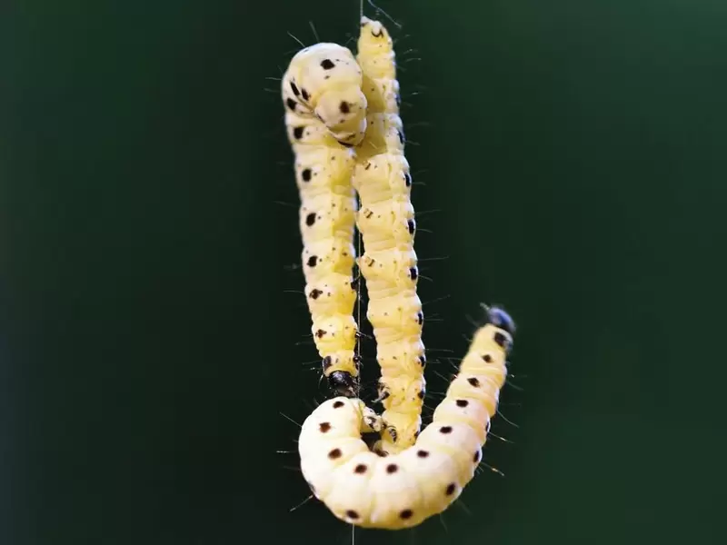 Gusano de la cera