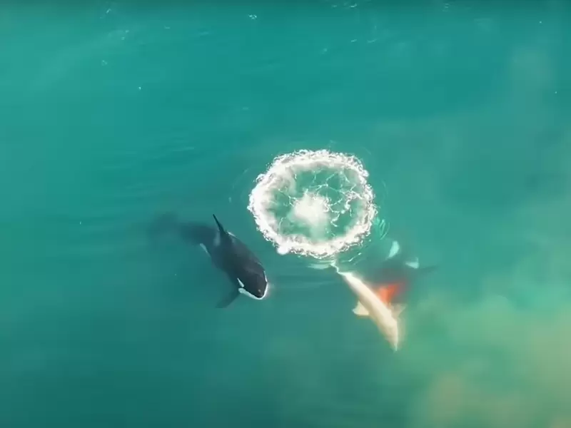 Graban, por primera vez, a un grupo de orcas matando un tiburón blanco |  RCN Radio