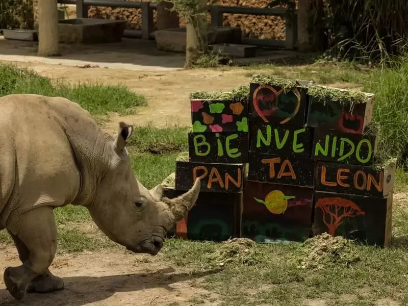 Rinocerente Blanco Bioparque Ukumari
