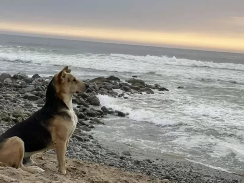 'Vaguit', el perro que espera a su dueño