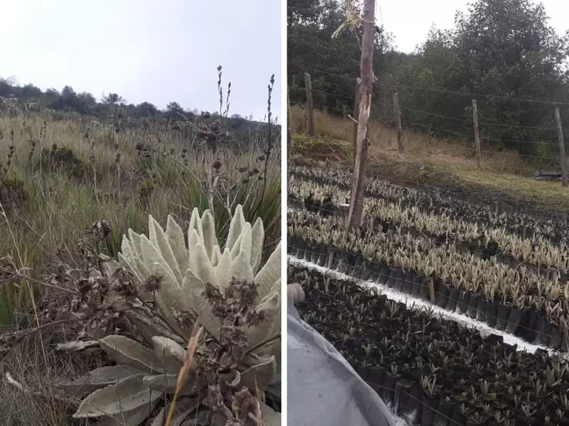 Siembra frailejones Santurbán Santander