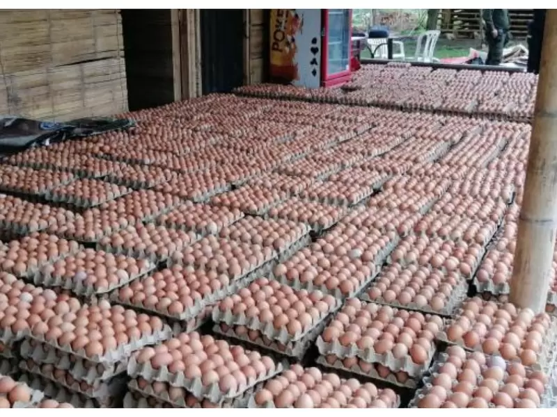 Más de 90.000 huevos fueron encontrados por la Policía Nacional