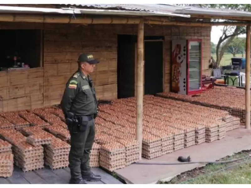 Encuentran 90.000 huevos que habían sido robados 90.000 huevos