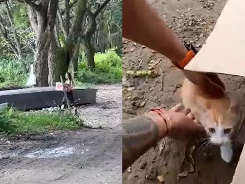 Mujer lanza gatitos al río