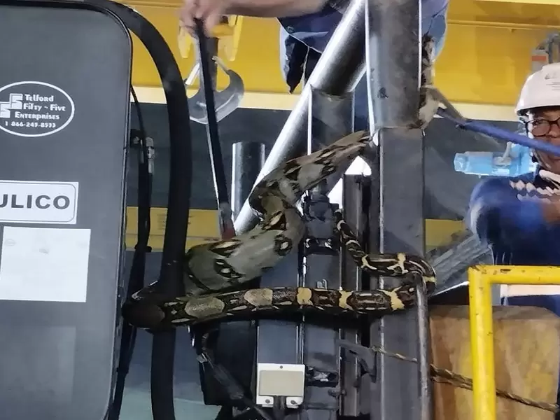 Hallan serpiente en la casa de máquinas de Hidroituango