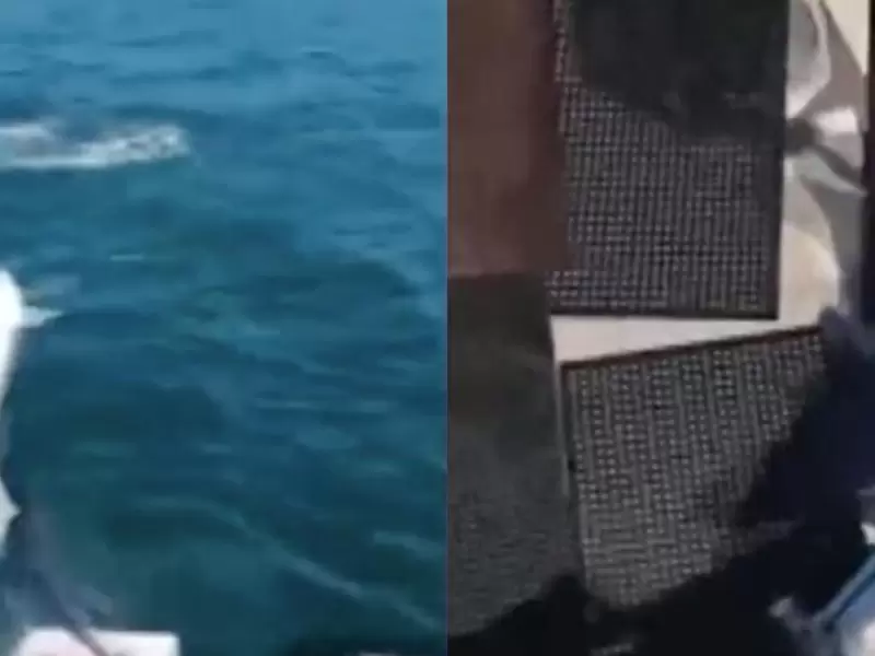 Tiburón Mako salta a Bote Tiburón Mako salta a Bote
