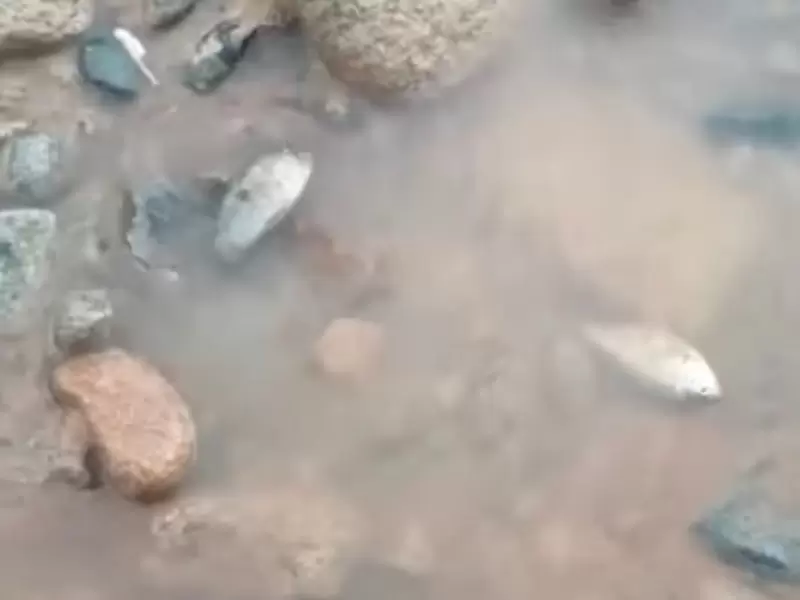 Peces muertos quebrada Inanea, sur de Bolívar