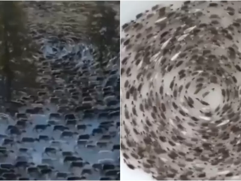 Animales que caminan en círculos sin razón alguna Animales que caminan en círculos sin razón alguna