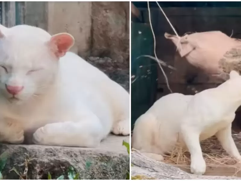 imágenes del ocelote blanco que es único en el mundo