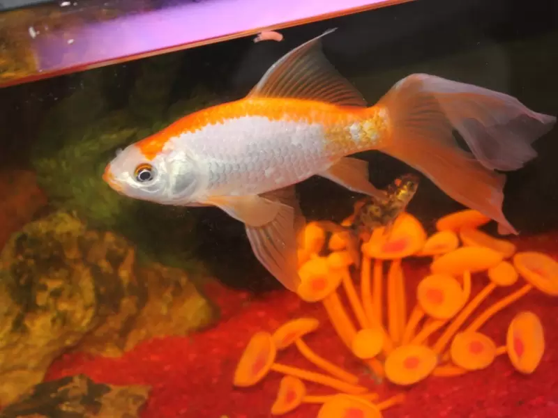 Pez carpa Pez carpa