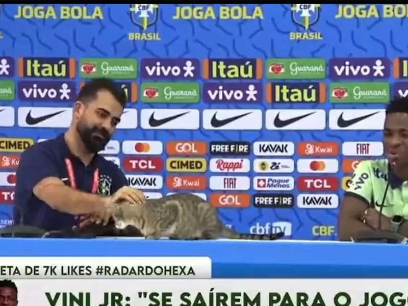 Gato apareció en rueda de prensa de Brasil Gato apareció en rueda de prensa de Brasil