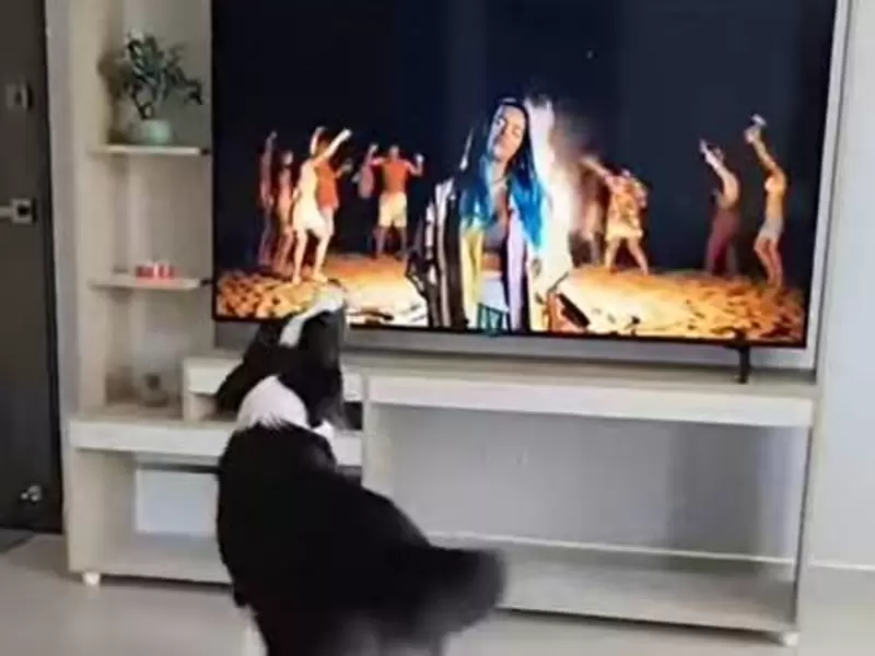 Como si estuviera despechado, perrito canta canciones de Karol G Como si estuviera despechado, perrito canta canciones de Karol G