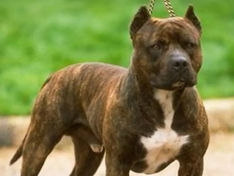 Sujeto sufre infarto tras ser perseguido por grupo de perros Sujeto sufre infarto tras ser perseguido por grupo de perros