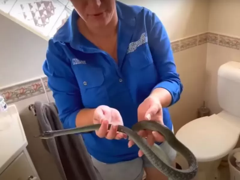 Serpiente se infiltró en el inodoro Serpiente se infiltró en el inodoro