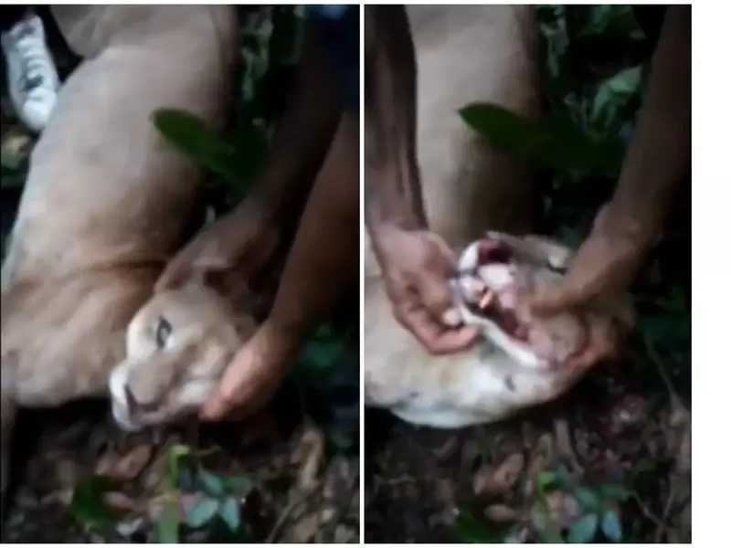 Campesinos en Córdoba cazaron a puma que acababa de tener crías