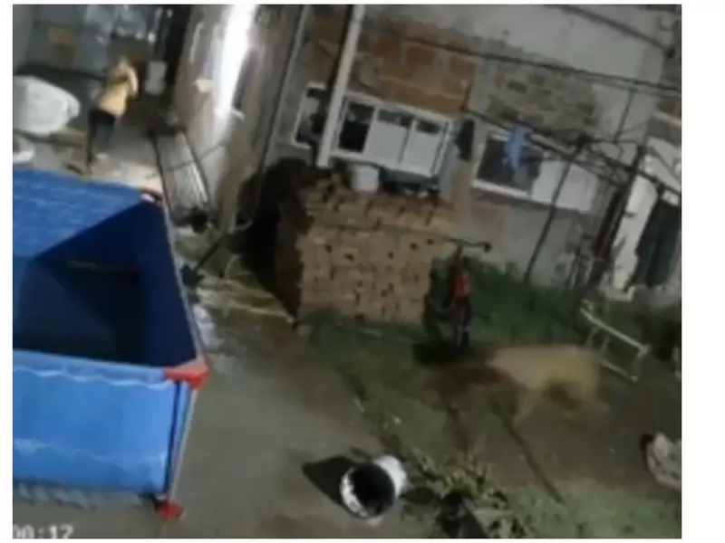 Ladrón entró a robar una casa, pero no contaba con los perros
