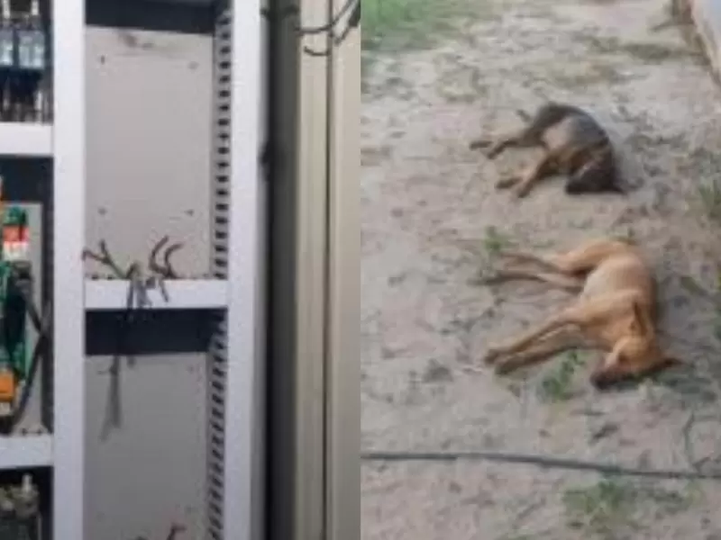 Perros envenenados