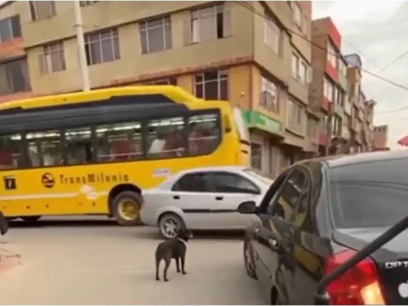 Perra abandonada en Suba