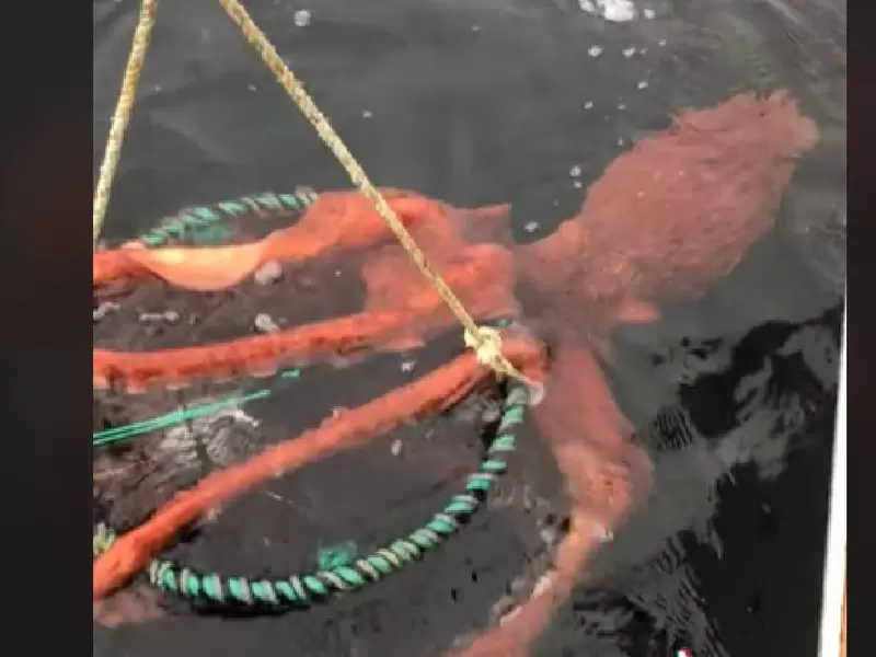 Pulpo gigante en Canadá Pulpo gigante en Canadá
