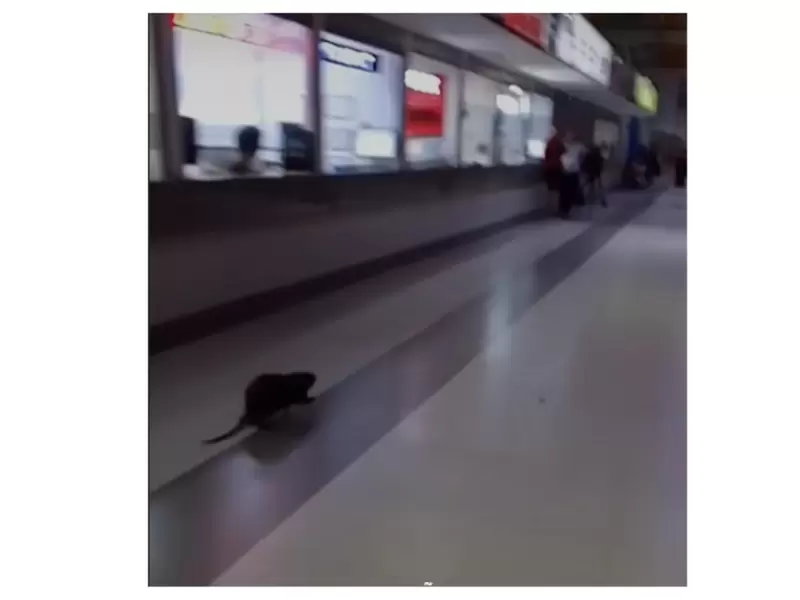 Rata gigante causa pánico en terminal de transportes Rata gigante causa pánico en terminal de transportes
