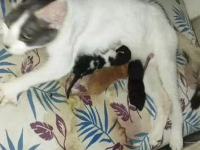 Gata con dos cabezas: sucedió en un barrio de Soledad