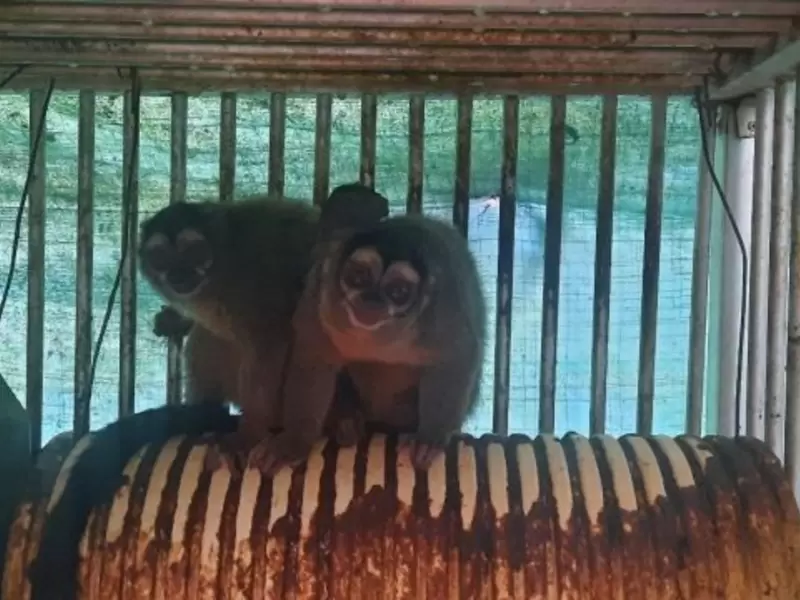 Monos Cali