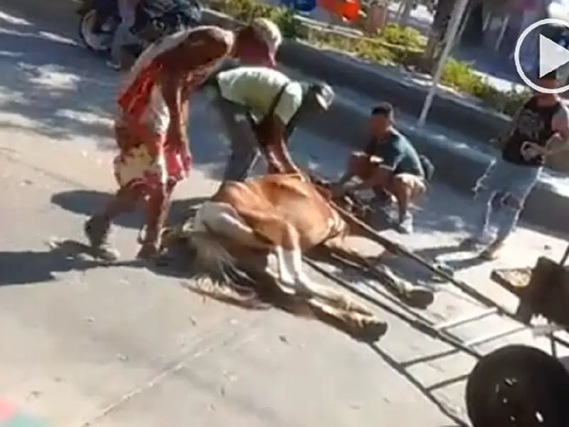 Caballo se desplomó por ser sometido a transportar carga pesada en Santa Marta.