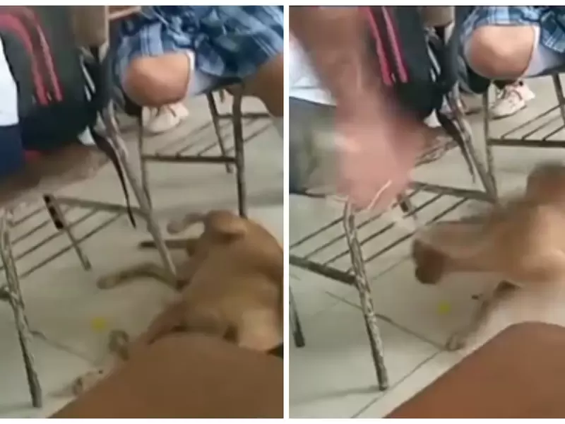 Profesor golpeó a perro dormido en el salón: los niños le suplicaban no hacerlo Profesor golpeó a perro dormido en el salón: los niños le suplicaban no hacerlo