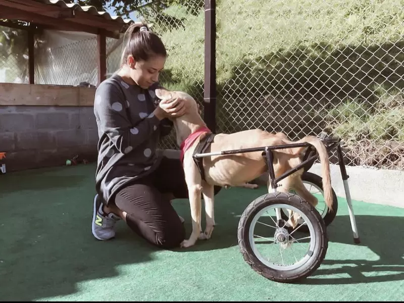 Proyectos en pro de los derechos de los animales.
