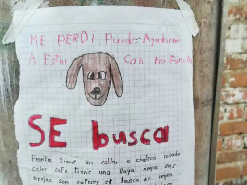 Con este anuncio buscaban a la perrita Lulú Con este anuncio buscaban a la perrita Lulú