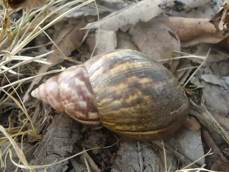 Caracol Caracol
