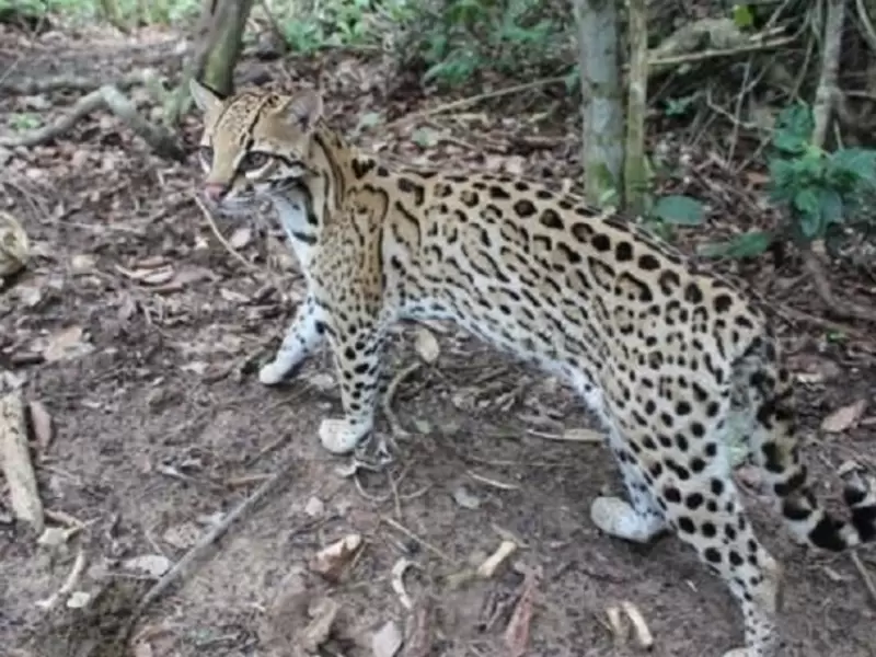 Felino Felino