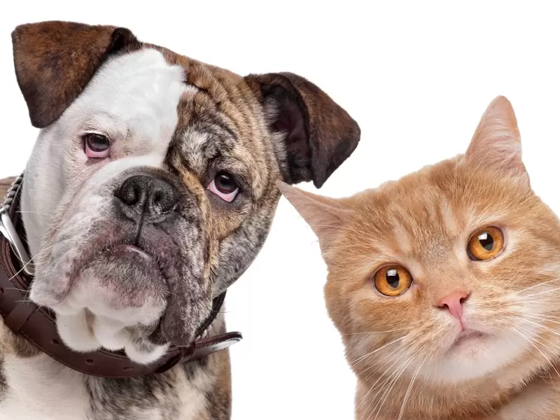 Perro y Gato Perro y Gato