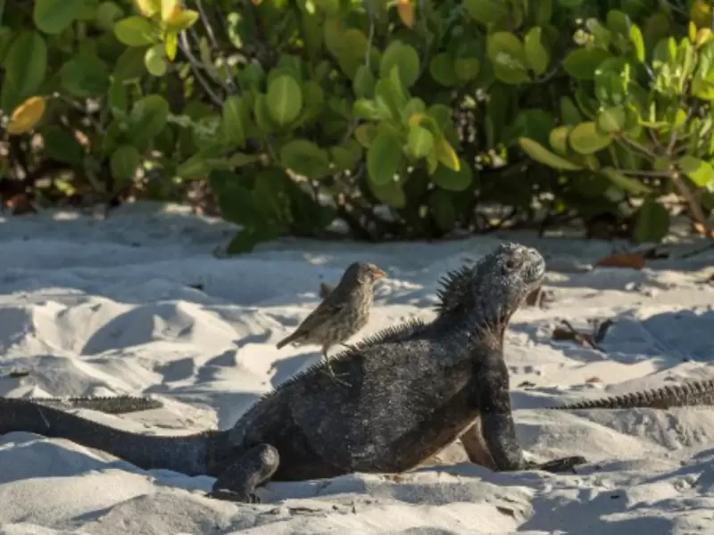 Iguana Iguana